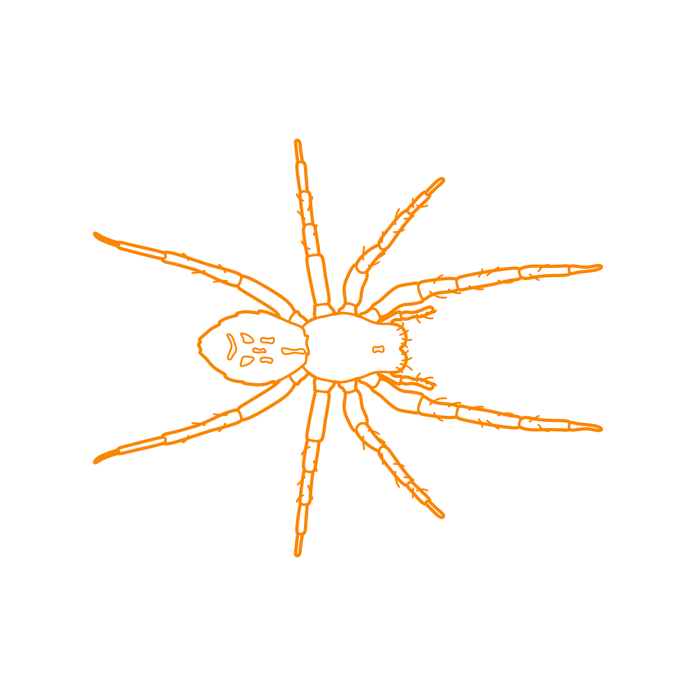 Animals Arachnids Black House Spider Outline Svg Vector Free Vectors